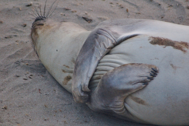 juvenile male elephant seals